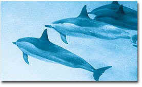 spinner dolphins.jpg (19395 bytes)